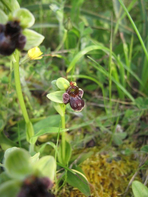 Ophrys bombyliflora